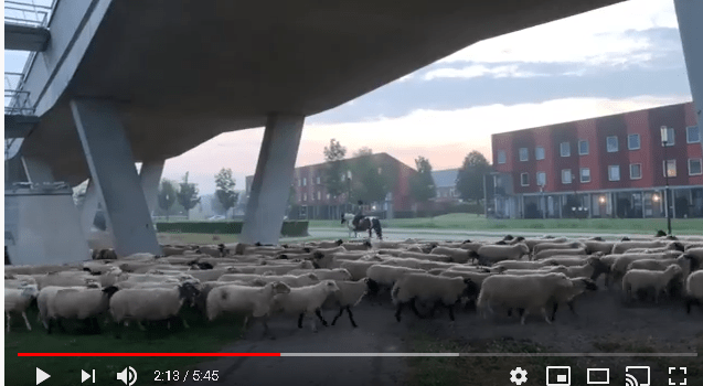 Vlog-video: De begeleiding van de ‘Nesselande-schapen’ naar Nieuw-Terbregge