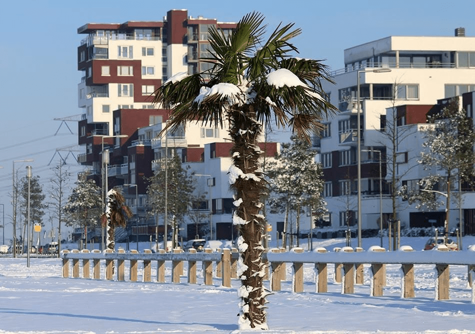 Sneeuw Nesselande Rotterdam #wijk #strand #nieuws