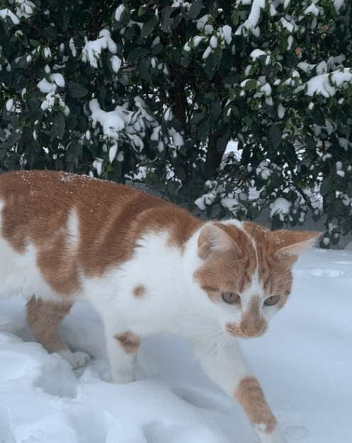 HELP! Skippy (Brandingdijk) is nog steeds vermist!  #februari