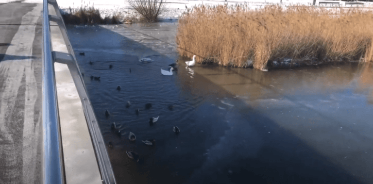 [AFTER VIDEO] ‘Nesselande, winter februari 2021 met ijs’ #NesselandeTV