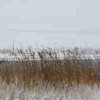 Sneeuw Nesselande Rotterdam #wijk #strand #nieuws