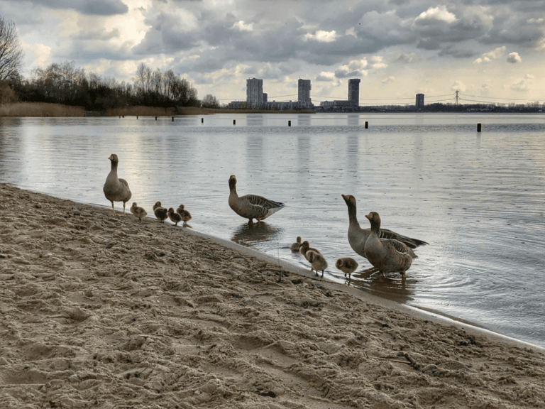 [FOTO] ‘Familiestrand Nesselande verwelkomt opvallende badgasten’