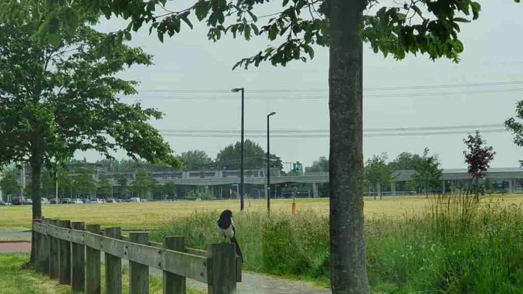 Metro common green
