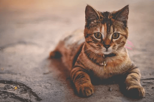[VIDEO] Dierenkliniek Nesselande biedt wederom gratis chip en registratie voor katten