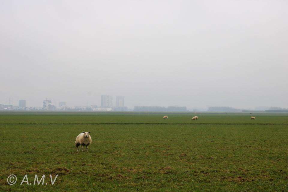 Schaap Nesselande