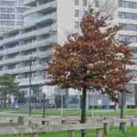 Bomen Kosboulevard Nesselande