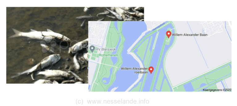 [UPDATE] Dode vissen Eendragtspolder worden geruimd; massale vissterfte in sloten Willem-Alexander baan bij Nesselande