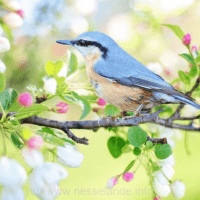 Vogel