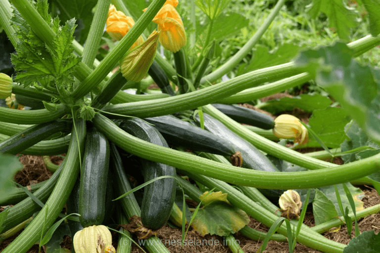 eetbaar tuin