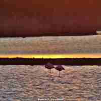 Flamingo Nesselande
