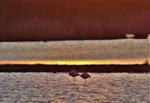 Flamingo Nesselande