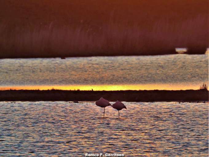 [FOTOserie] Flamingo’s gespot bij Nesselande