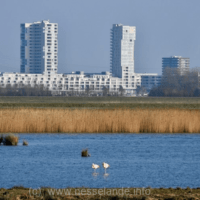 img_62239cc85fd9d
