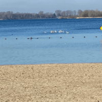 Flamingo’s