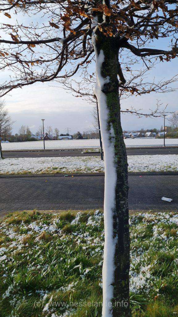 Nesselande boom met sneeuw aan de Kosboulevard