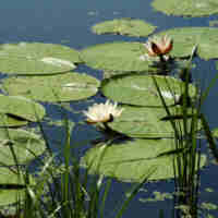 waterlelie