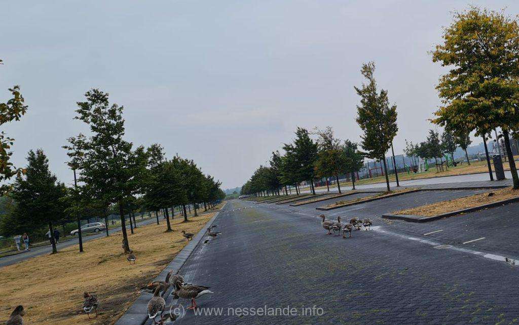 Kosboulevard Nesselande nieuws