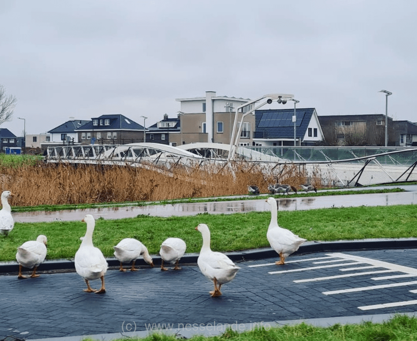 De gemeente is - net als eerdere jaren - begonnen met de aanpak van de overpopulatie aan ganzen in de natuurrijke wijk Nesselande.